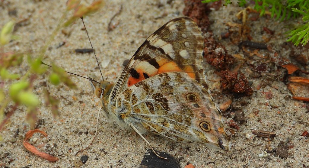 Rusałka osetnik (Vanessa cardui, syn. Cynthia cardui)