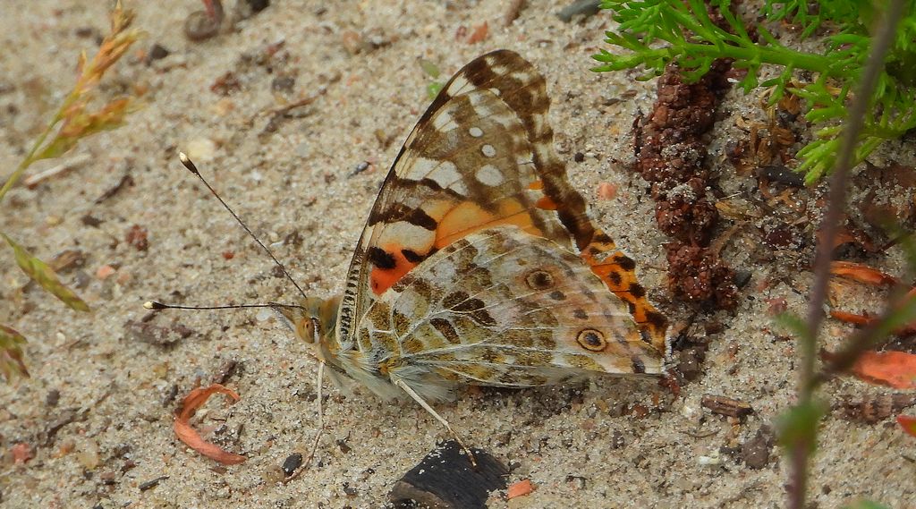 Rusałka osetnik (Vanessa cardui, syn. Cynthia cardui)
