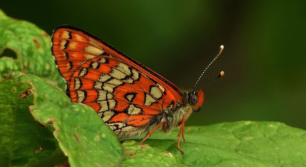 Przeplatka maturna (Euphydryas maturna)