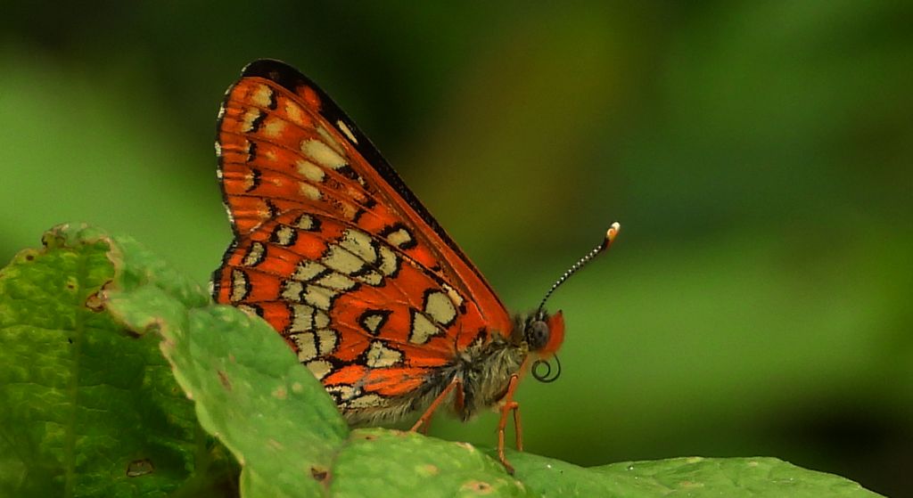 Przeplatka maturna (Euphydryas maturna)