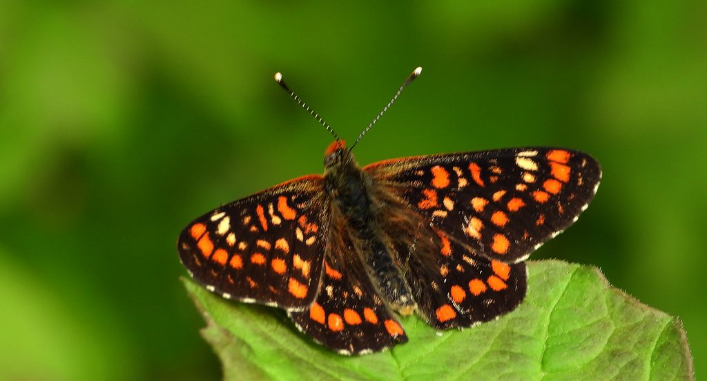 Przeplatka maturna (Euphydryas maturna)