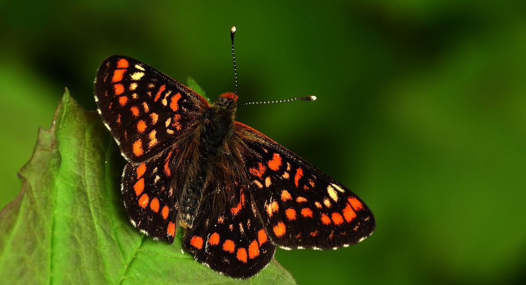 Przeplatka maturna (Euphydryas maturna)