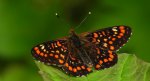 Przeplatka maturna (Euphydryas maturna)