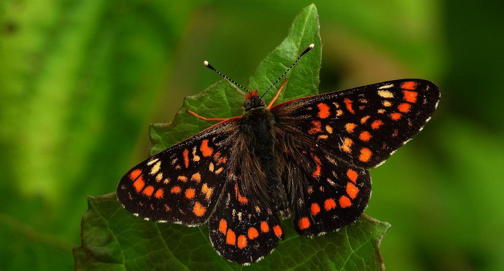 Przeplatka maturna (Euphydryas maturna)