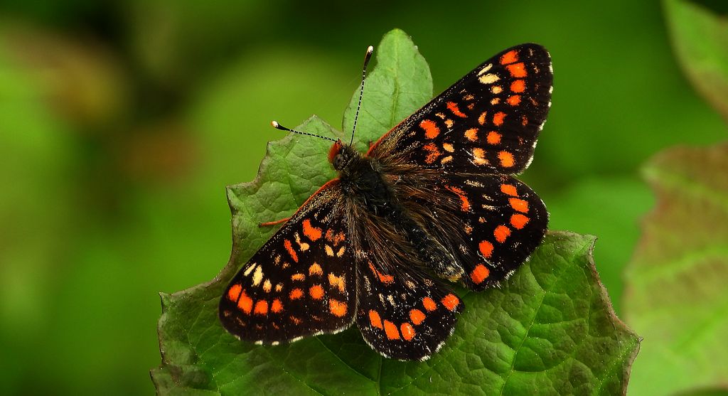 Przeplatka maturna (Euphydryas maturna)