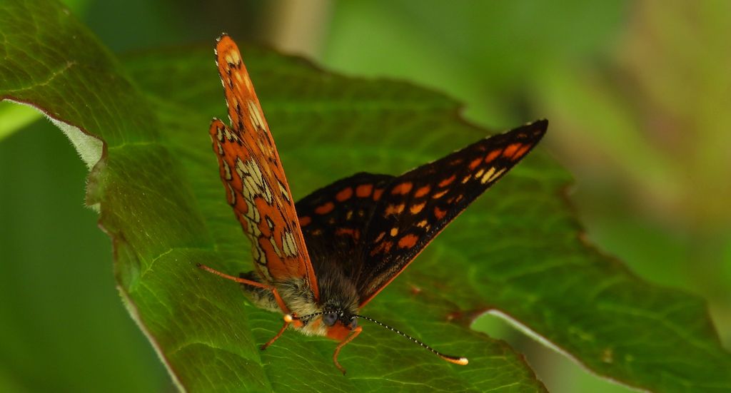 Przeplatka maturna (Euphydryas maturna)