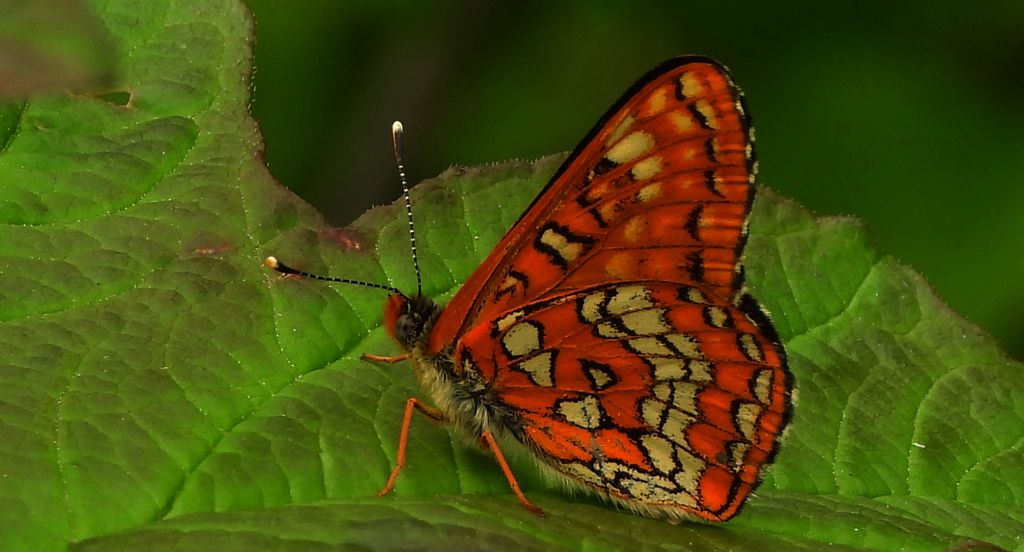 Przeplatka maturna (Euphydryas maturna)