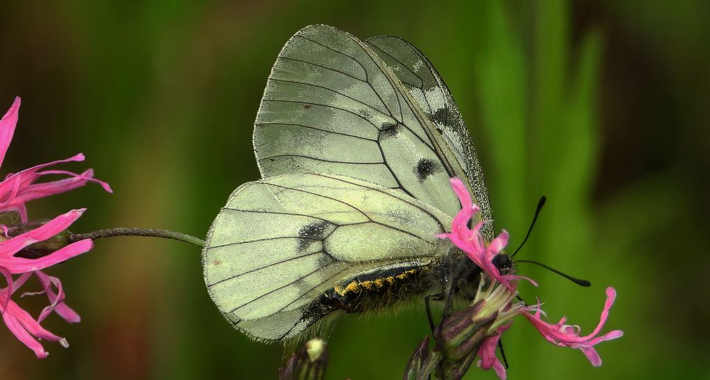 Niepylak mnemozyna (Parnassius mnemosyne)