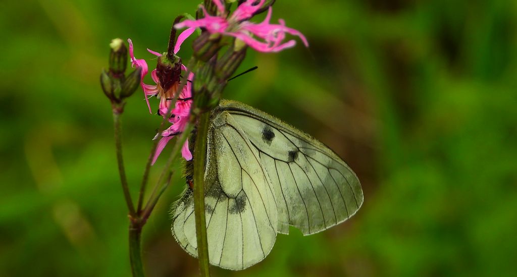 Niepylak mnemozyna (Parnassius mnemosyne)