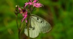 Niepylak mnemozyna (Parnassius mnemosyne)