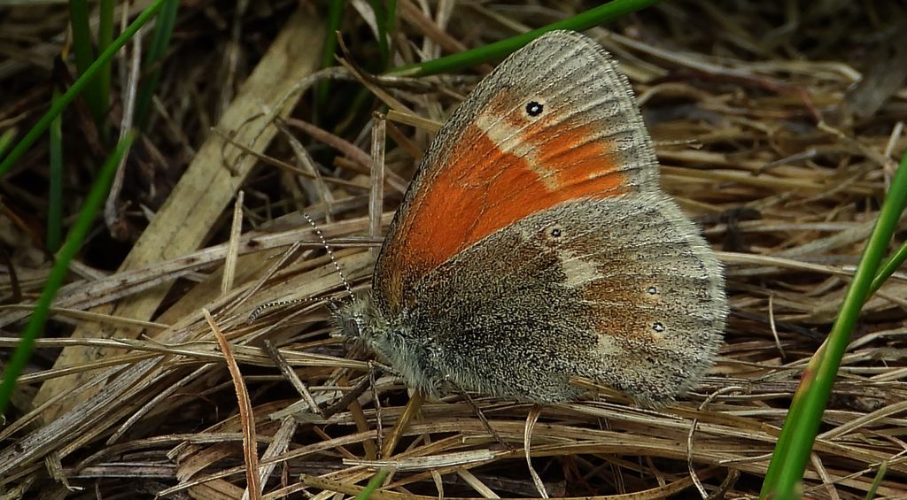 Strzępotek soplaczek (Coenonympha tullia)