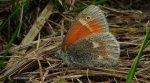 Strzępotek soplaczek (Coenonympha tullia)