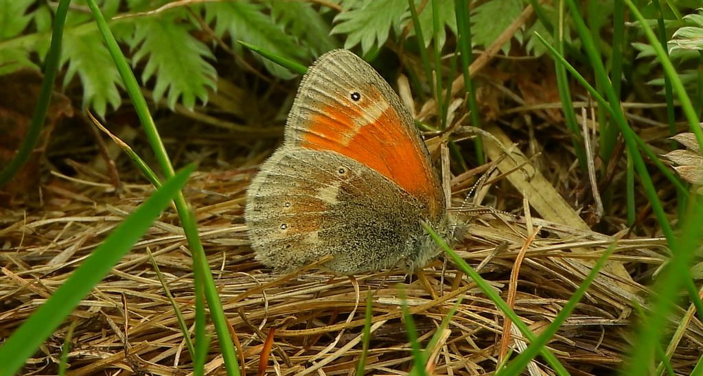Strzępotek soplaczek (Coenonympha tullia)