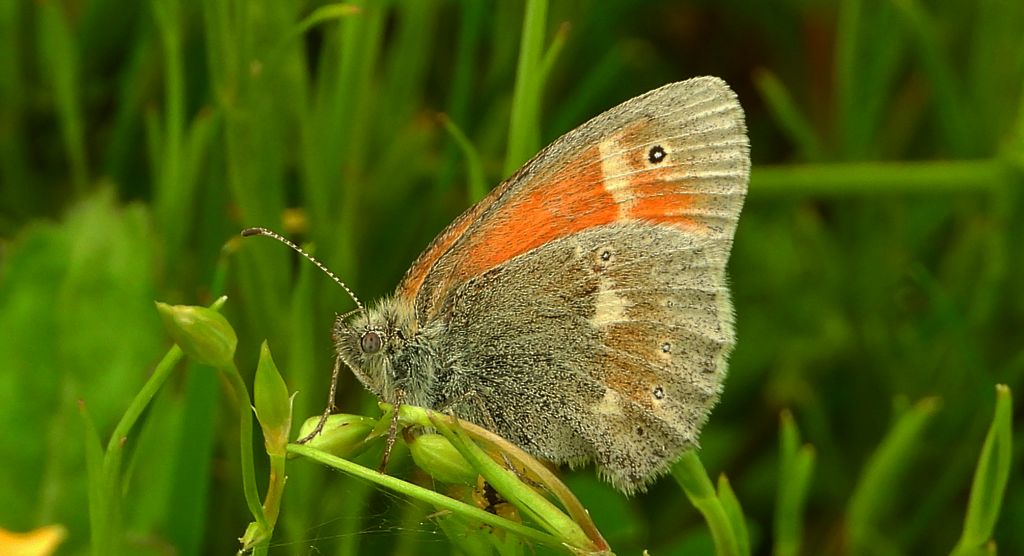 Strzępotek soplaczek (Coenonympha tullia)