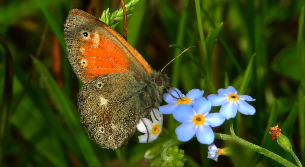 Strzępotek soplaczek (Coenonympha tullia)