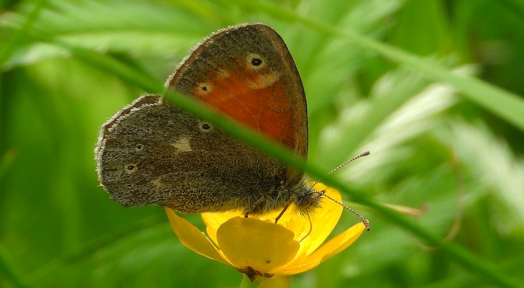 Strzępotek soplaczek (Coenonympha tullia)