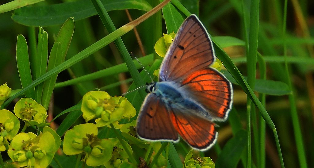 Czerwończyk zamgleniec (Lycaena alciphron)
