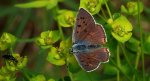 Czerwończyk zamgleniec (Lycaena alciphron)