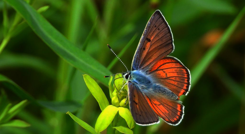 Czerwończyk zamgleniec (Lycaena alciphron)