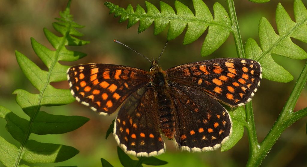 Przeplatka atalia (Melitaea /Mellicta/ athalia)