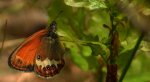 Strzępotek perełkowiec (Coenonympha arcania)