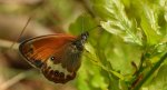 Strzępotek perełkowiec (Coenonympha arcania)