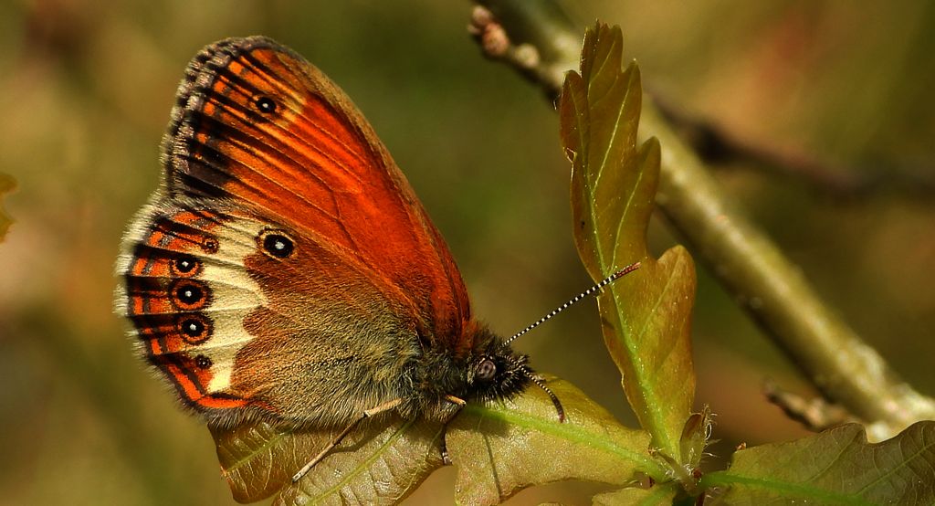 Strzępotek perełkowiec (Coenonympha arcania)