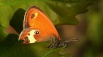 Strzępotek perełkowiec (Coenonympha arcania)