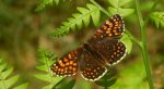 Przeplatka atalia (Melitaea /Mellicta/ athalia)