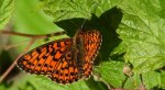 Dostojka selene, perłowiec selene (Boloria selene)