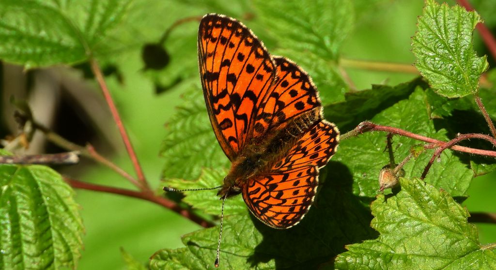 Dostojka selene, perłowiec selene (Boloria selene)