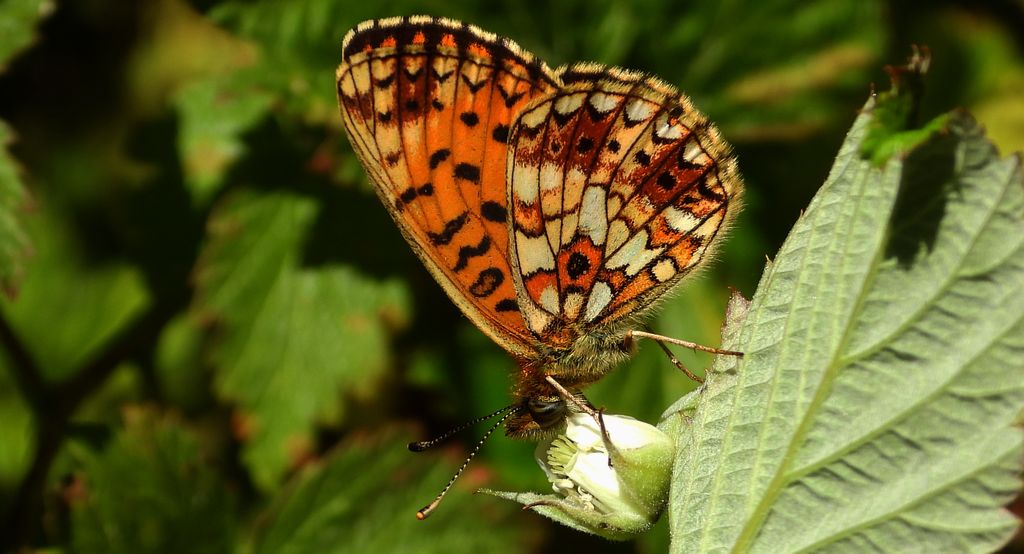 Dostojka selene, perłowiec selene (Boloria selene)