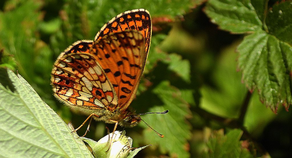 Dostojka selene, perłowiec selene (Boloria selene)