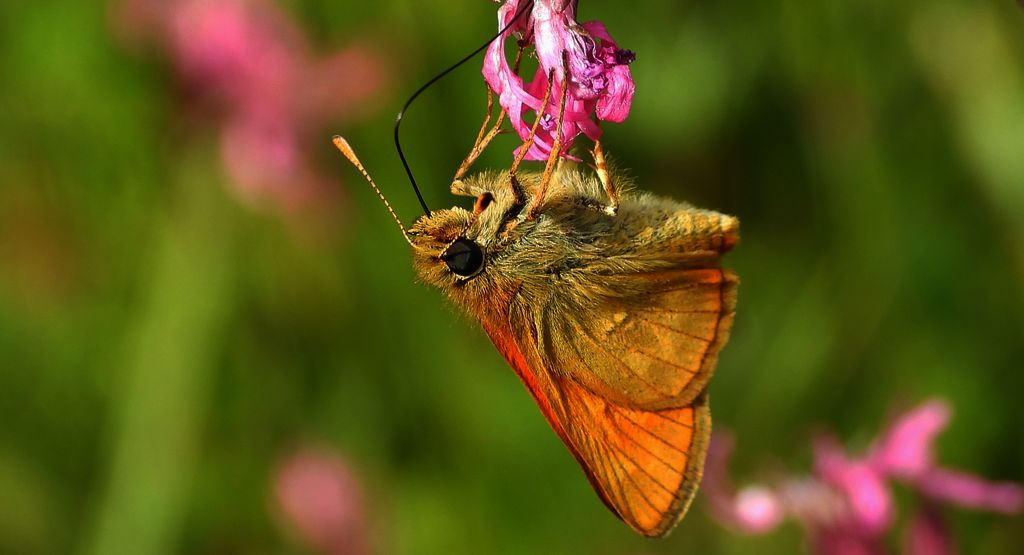 Karłątek kniejnik (Ochlodes venatus, syn. Ochlodes sylvanus, syn. Ochlodes faunus)
