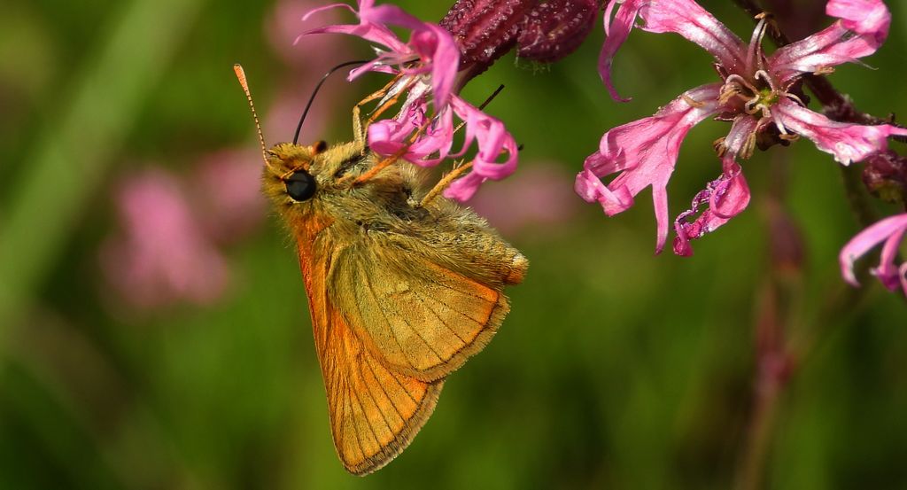 Karłątek kniejnik (Ochlodes venatus, syn. Ochlodes sylvanus, syn. Ochlodes faunus)
