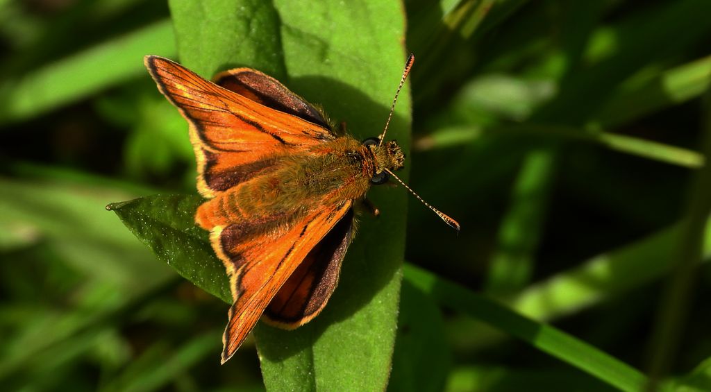 Karłątek kniejnik (Ochlodes venatus, syn. Ochlodes sylvanus, syn. Ochlodes faunus)