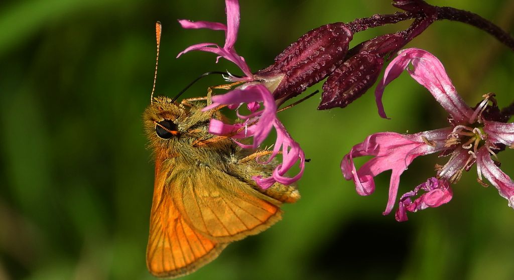 Karłątek kniejnik (Ochlodes venatus, syn. Ochlodes sylvanus, syn. Ochlodes faunus)