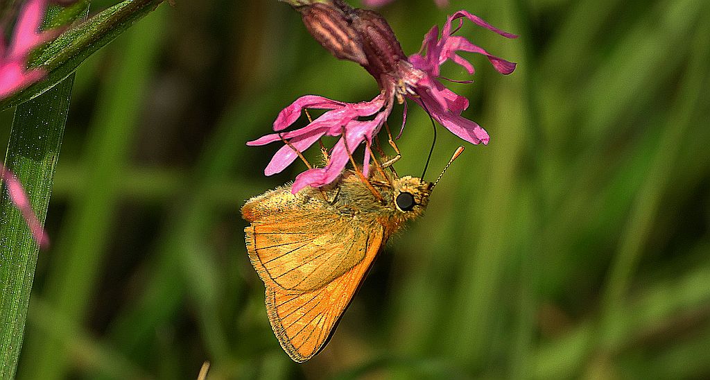 Karłątek kniejnik (Ochlodes venatus, syn. Ochlodes sylvanus, syn. Ochlodes faunus)