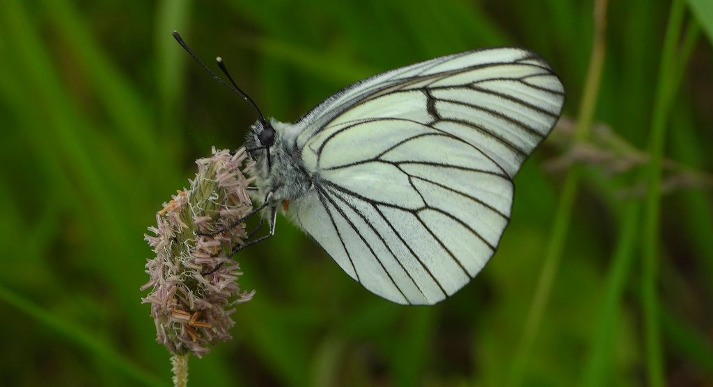 Niestrzęp głogowiec (Aporia crataegi)