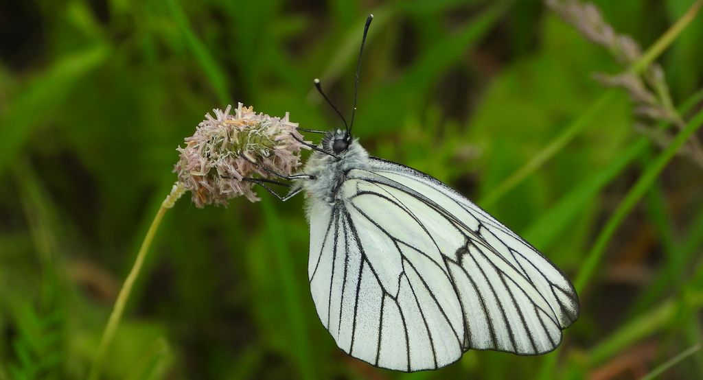 Niestrzęp głogowiec (Aporia crataegi)