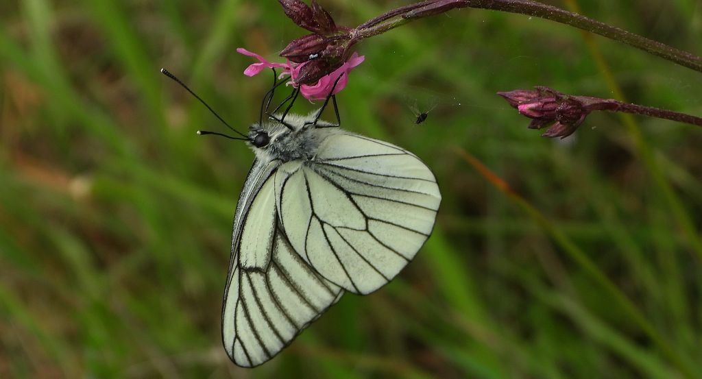 Niestrzęp głogowiec (Aporia crataegi)