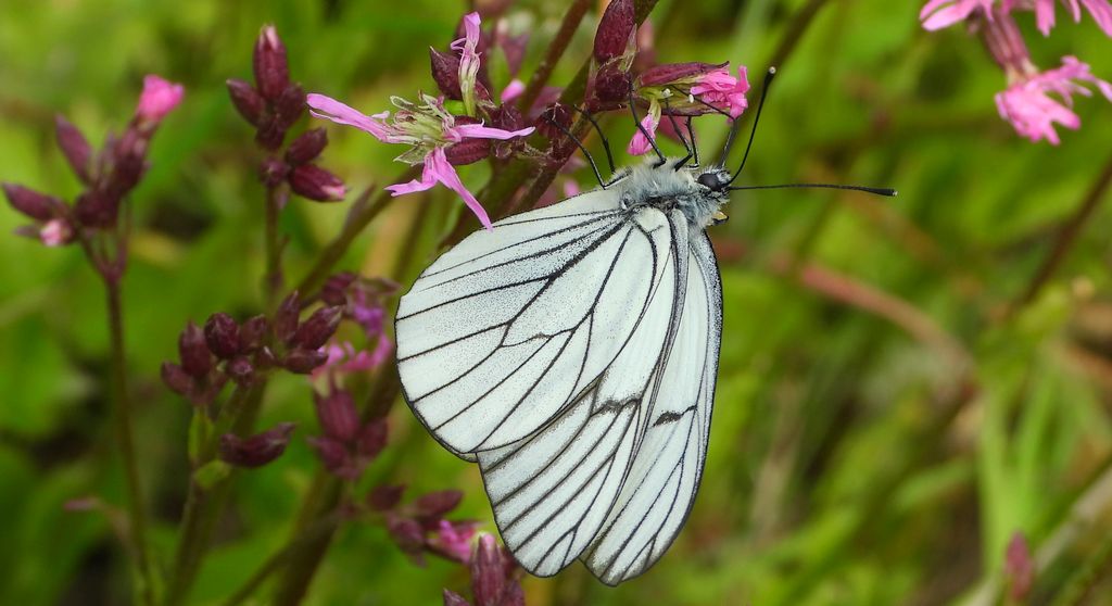 Niestrzęp głogowiec (Aporia crataegi)