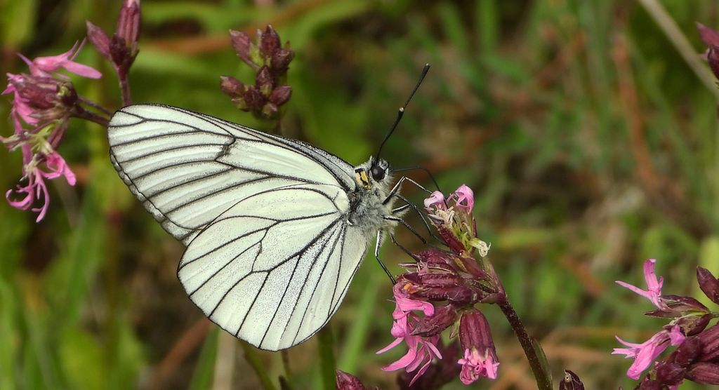 Niestrzęp głogowiec (Aporia crataegi)
