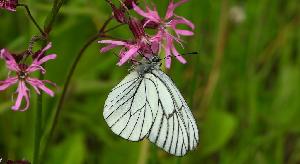 Niestrzęp głogowiec (Aporia crataegi)