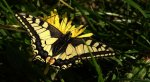 Paź królowej (Papilio machaon)