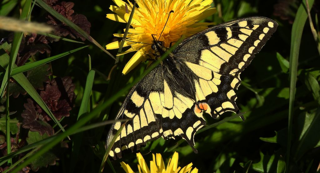 Paź królowej (Papilio machaon)