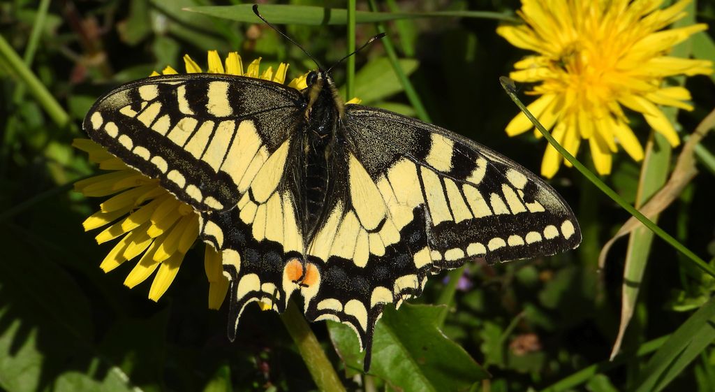 Paź królowej (Papilio machaon)