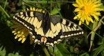 Paź królowej (Papilio machaon)