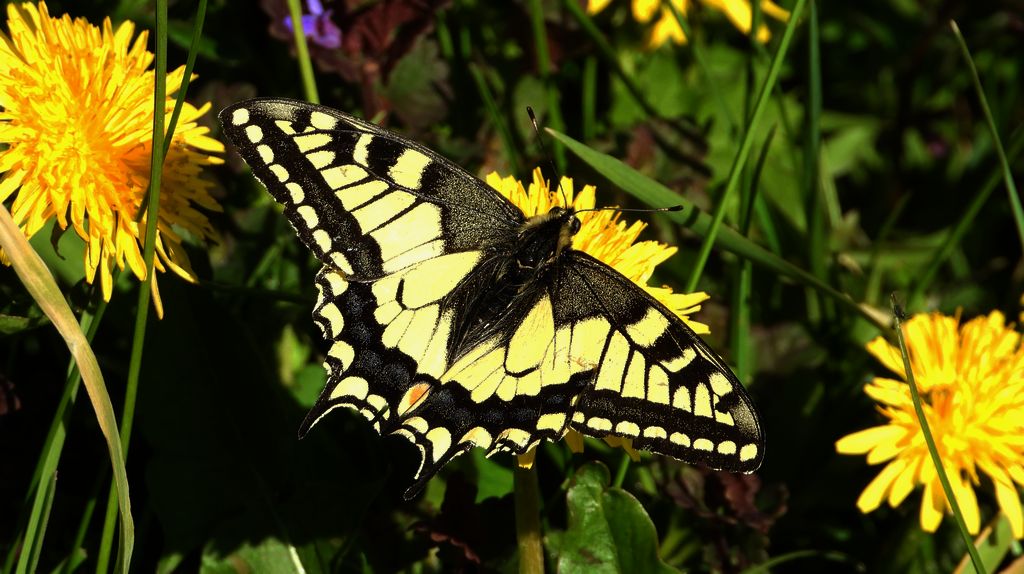 Paź królowej (Papilio machaon)