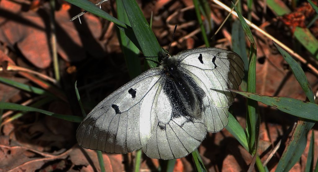Niepylak mnemozyna (Parnassius mnemosyne)